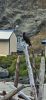 PICTURES/Port Ordford - The Port/t_Vulture12.jpg